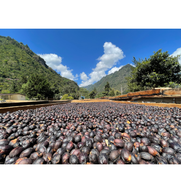 Guatemala - El Panal