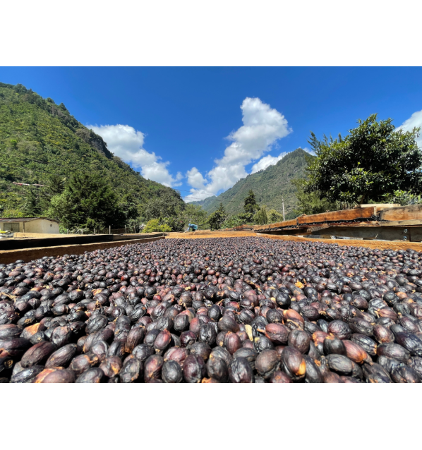 Guatemala - El Panal