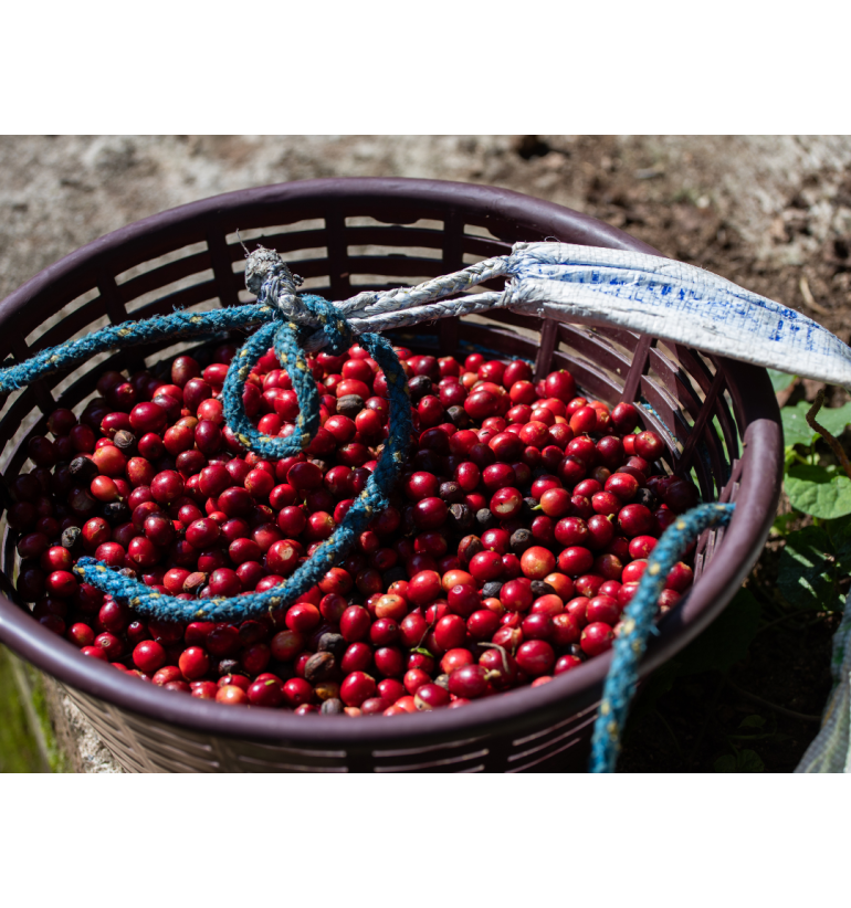 Guatemala - El Panal