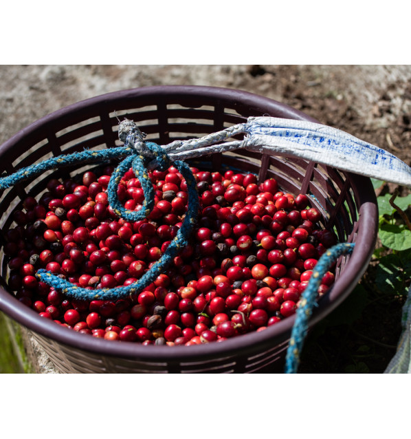 Guatemala - El Panal