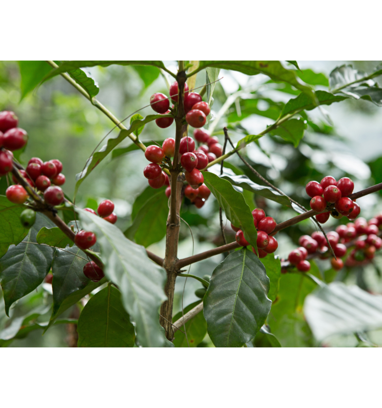 Guatemala - El Panal