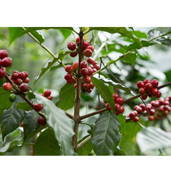 Guatemala - El Panal