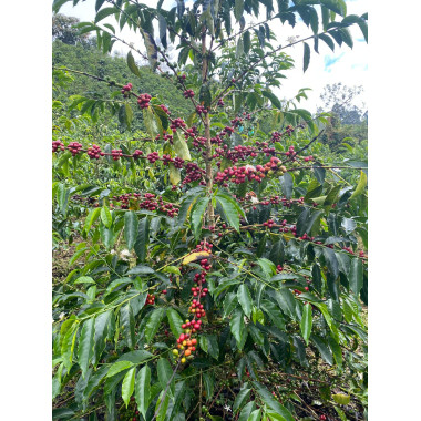 Colombia - Pink Bourbon Plus  (Filtro) 2