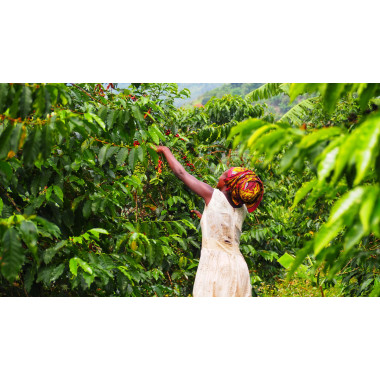 Uganda - Kuosha Crisp 2