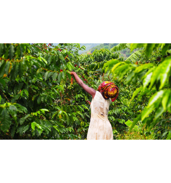 Uganda - Kuosha Crisp