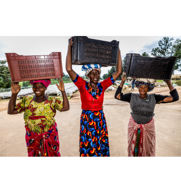 Uganda - Kuosha Crisp