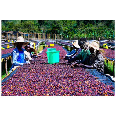 Etiopía - Queen of Sheba 2