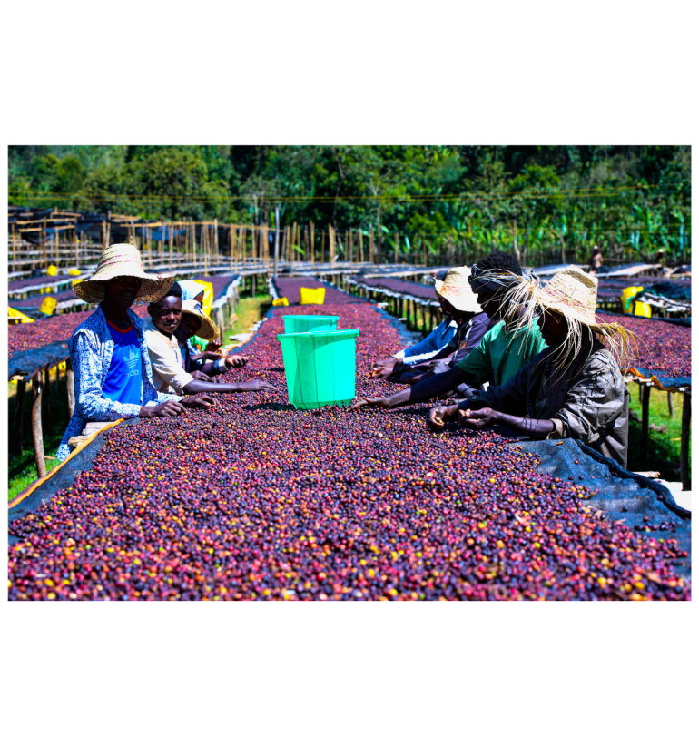 Etiopía - Queen of Sheba