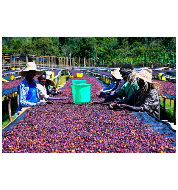 Etiopía - Queen of Sheba