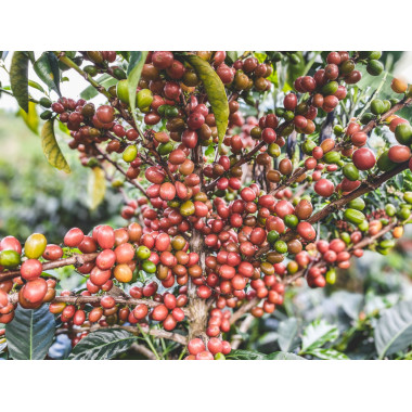 Colombia - Las Perlitas 2