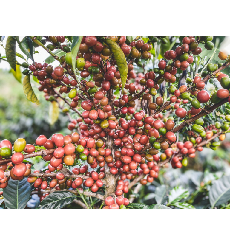 Colombia - Las Perlitas