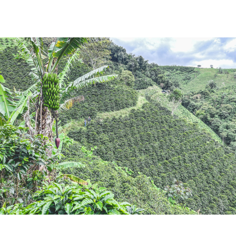 Colombia - Las Perlitas
