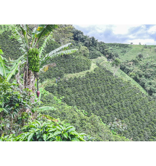 Colombia - Las Perlitas