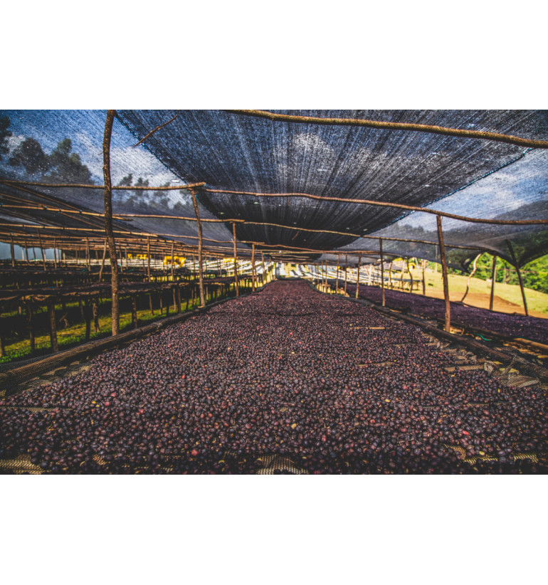 Etiopía - Queen of Sheba