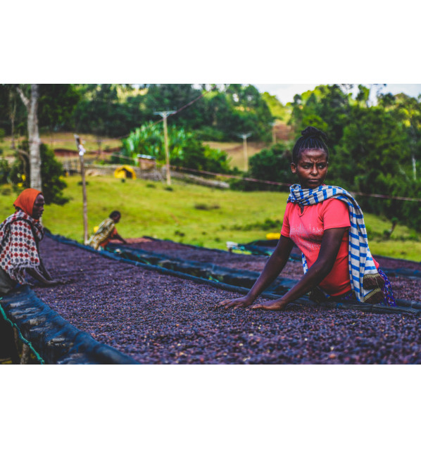 Etiopía - Queen of Sheba