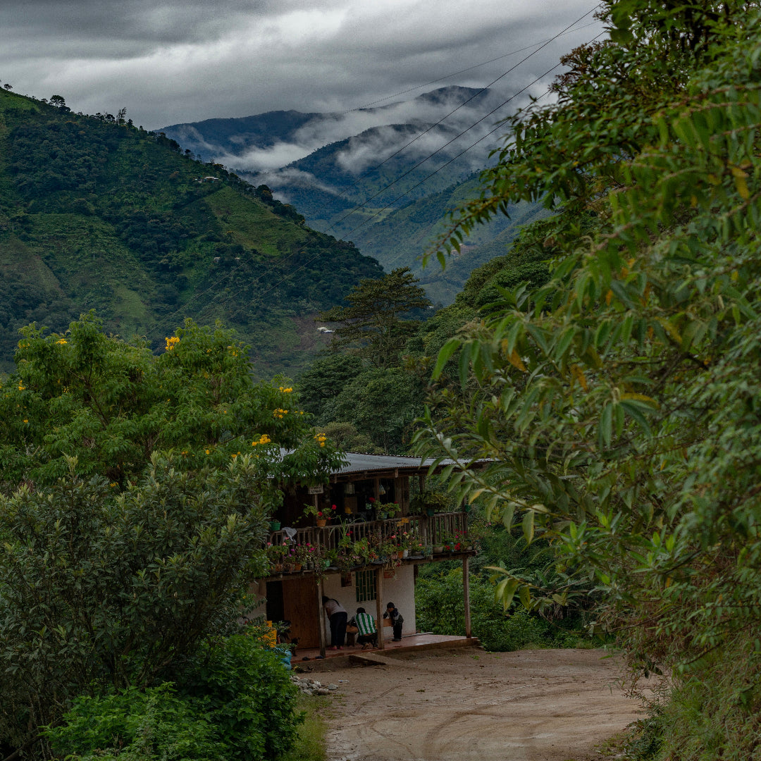 Colombia DECAF Nasa-We'sx